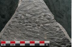 Foto (Detailansicht) von Sigillaria alternaus Lindl. et H. (NHMW-GEO-2024-0188-11050)